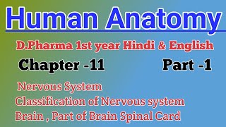 Classification of Nervous system  Brain Part of Brain Spinal card  DPharma 1st year Hindi 🇮🇳📚 [upl. by Eliathas]