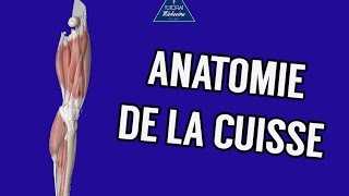 Anatomie 1  Cuisse  Ostéologie Myologie Vascularisation et Innervation [upl. by Gibun]