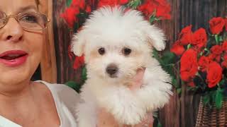 Snowball white Male maltipoo estimated adult weight 8 lbs at 11 wks 2lbs 1oz Make him yours today [upl. by Rez163]