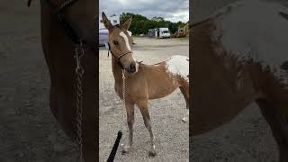 Premier concours pour mon petit poulain star 🩵 poney cheval poulain animaux elevageequin [upl. by Euhsoj841]