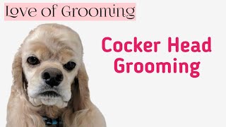 Grooming a Cocker Spaniels Head [upl. by Elana901]