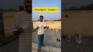 New pigeon🕊️le aaye😍 petlover minivlog pigeonvlogger kabutar aseelvlogs new malwaikabooter [upl. by Cichocki]