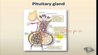 Hormonal regulation [upl. by Niven]