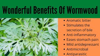 Wormwood Benefits [upl. by Sabir592]