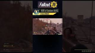 FO76  Kill a Canine Challenge Location [upl. by Yanej]