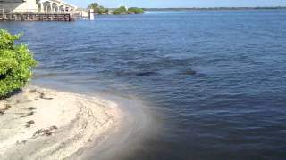 Cute Manatees Playing in The Water [upl. by Pallaten763]