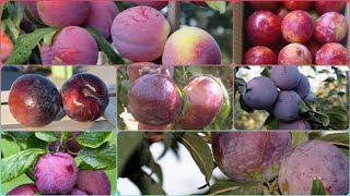 Plums 4 varieties Angeleno Frier Fortune Redbute  UKPlumFarming plum happynewyear2023 [upl. by Irved127]