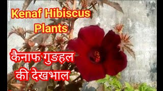 How to growampcare Kenaf Hibiscus African hibiscus Fibre Plant Hibiscus Cannabinus केनाफगुङहल [upl. by Aret]