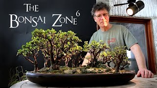 Pruning My Portulacaria afra Bonsai Forest March 2019 [upl. by Latyrc334]