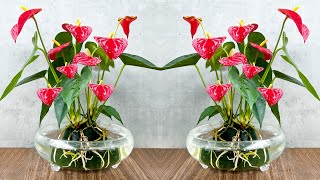 Superflowering Red Anthurium Grow in water with simple method [upl. by Yesnik]