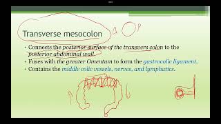 Abdominal Anatomy Mesentery and other organ [upl. by Gnehp]