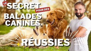 3 CONSEILS pour de meilleures balades canines [upl. by Pederson883]