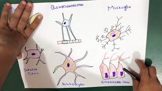 Glial Cells  Neuroglia  Types [upl. by Arahas]