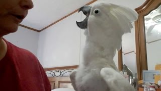 Cockatoo Plays PeekABoo With Owner [upl. by Nomra71]