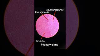 ANATOMY  HISTOLOGY  PITUITARY GLAND  IDENTIFICATION FEATURES mbbs anatomy histology life [upl. by Ellenet]