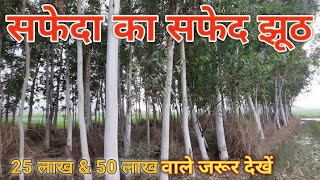 सफेदा खेती सफेद झूठ के पीछे की सच्चाई eucalyptus tree oil benefitसफेदा की खेती जानकारी eucalyptus [upl. by Akenaj]