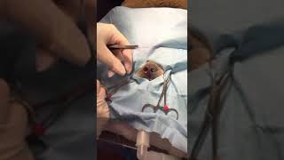 Stenotic Nares Repair in a French Bulldog  Veterinary Surgery [upl. by Nayve710]