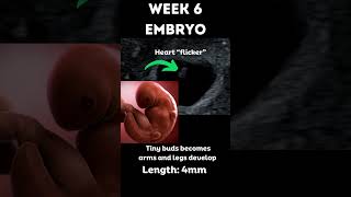 Amazing 😍Pregnancy 6 week embryo 3D animation and ultrasound pregnancy ultrasound sonography [upl. by Straub]