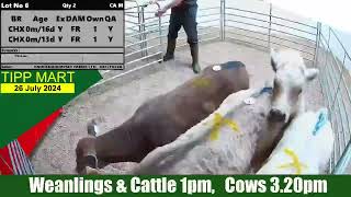 TIPPERARY TOWN MART 26 July 2024 Calves Cattle amp cows [upl. by Diraf]