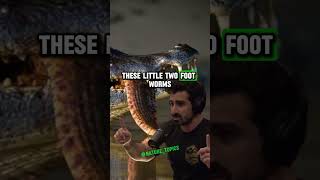 From Prey to Predator The Incredible Growth and Impact of Anacondas  Paul Rosolie amp Joe Rogan jre [upl. by Heim]