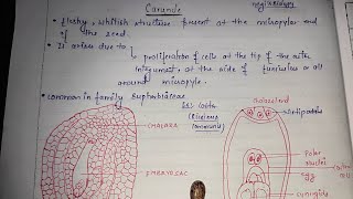 caruncle in seeds 🌿🥔🌼biology lifescience embryology neet ovule botanynegisbiology6600 [upl. by Kramal]