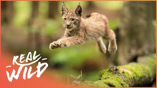 Exploring The Elegant Lynx In 4K  Lynx Documentary  Real Wild [upl. by Iturk]