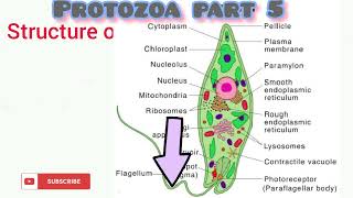 Protozoa part 5 [upl. by Thorley]