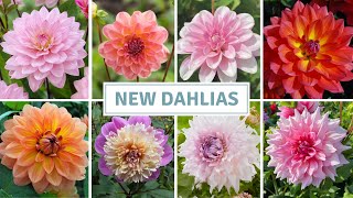 Dahlia Haul Seed Starting  Exciting Seedling Update  Cottoverdi [upl. by Aiuqet]