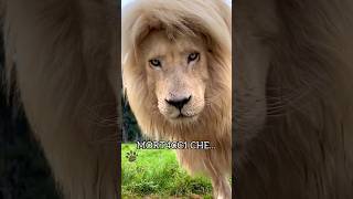 Il leone romano parte2 🦁 shorts [upl. by Ecinerev]