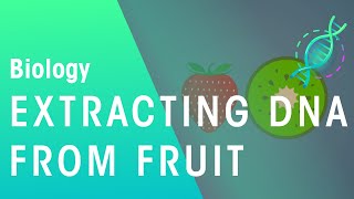 How DNA Can Be Extracted From Fruit  Genetics  Biology  FuseSchool [upl. by Reagen]