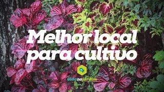 Melhor local para cultivar suas plantas [upl. by Rakso]