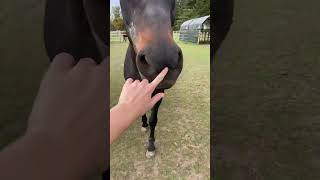 Just a normal day working at the barn fypシ゚ horse equestrian [upl. by Shutz218]