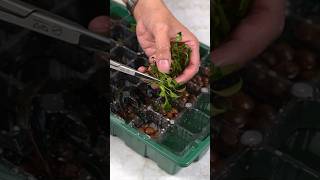 My emersed plant farm experiment aquarium aquascape plantedtank aquascaping [upl. by Werra153]