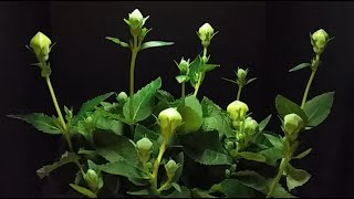 Time Lapse Plant Blooming Flowers Timelapse grandiflorus Astra Double Blue Balloon Flower [upl. by Gilletta320]