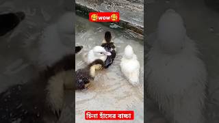 cute baby hindisong hindi bangladesh maslevyofficial [upl. by Ajax352]