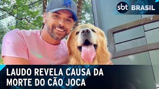 Caso Joca cão que morreu em voo da Gol sofreu choque cardiogênico  SBT Brasil 040724 [upl. by Aubree]