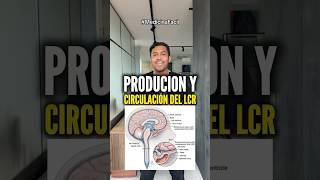 Te explico fácilmente la circulación del líquido cefalorraquídeo 🧠 [upl. by Eerual176]