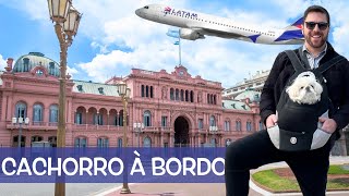 Voando Latam para Buenos Aires com Pet na cabine [upl. by Akenaj704]