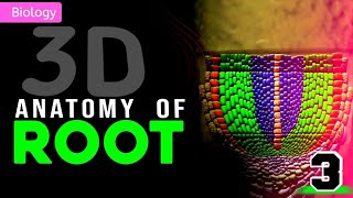 ANATOMY OF ROOT  MORPHOLOGY OF FLOWERING PLANTS  3D ANIMATION  MagnetBrainsEducation [upl. by Ikkim946]