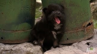 A Chorus of Pomeranians  Too Cute [upl. by Aretta]