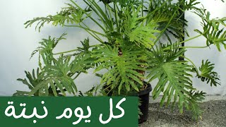 كل يوم نبتة الحلقة 13 الفيلودندرون سلوم  One plant a day Ep 13 Thaumatophyllum Bipinnatifidum [upl. by Mikahs]