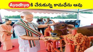 😱 అయోధ్యకి చేరుకున్న కామధేను ఆవు 😳🚩 shorts facts godfacts ytshort rammandir ram [upl. by Freytag]