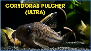 CORYDORAS PULCHER TYPE ULTRA PULCHER [upl. by Materi]