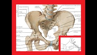 MIEDNICA  ANATOMIA CZŁOWIEKA [upl. by Irahc348]