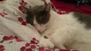 Kitty cat snoring [upl. by Eimac]