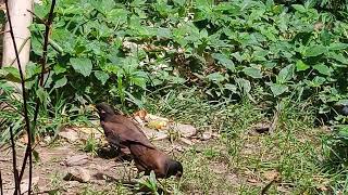 Village Birds feeding Pakshi ka bacche Shalik Pakhi [upl. by Barber]