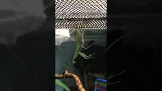 Giant asian praying mantis Hierodula Membranacea molting in time lapse [upl. by Pelagias]