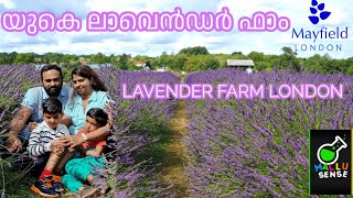 ലാവെൻഡർ ഫാം  MAYFIELD LAVENDER FARM LONDON UK MALLU  യുകെയിലെ ഫാർമിലൂടെയുള്ള യാത്ര [upl. by Langston]