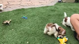 ElsasShichon Puppies Shihtzu Bichon Puppies Timbercreekpuppies Teddybear puppies Playday video [upl. by Guntar792]