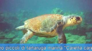 La nascita della tartaruga marina Caretta caretta Parte Prima [upl. by Hirschfeld737]